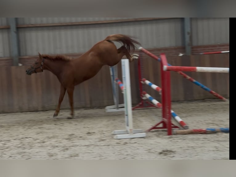 Connemara Mix Stute 3 Jahre 147 cm Dunkelfuchs in Zieuwent