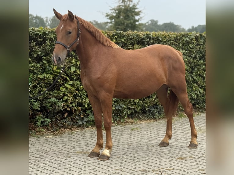 Connemara Mix Stute 3 Jahre 147 cm Dunkelfuchs in Zieuwent