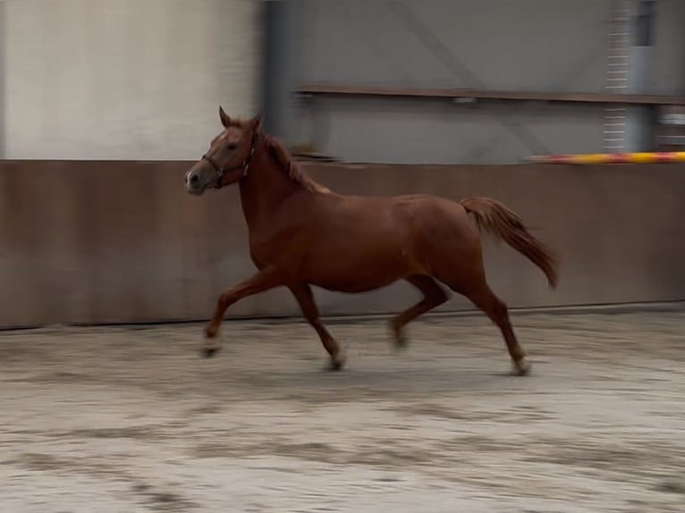 Connemara Mix Stute 3 Jahre 147 cm Dunkelfuchs in Zieuwent