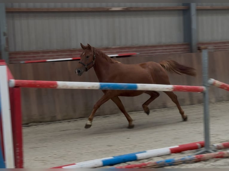 Connemara Mix Stute 3 Jahre 147 cm Dunkelfuchs in Zieuwent