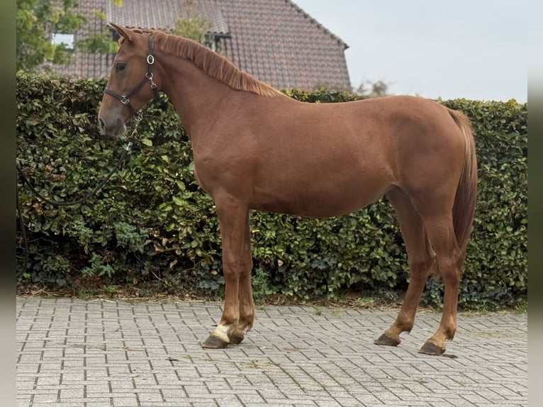 Connemara Mix Stute 3 Jahre 147 cm Dunkelfuchs in Zieuwent
