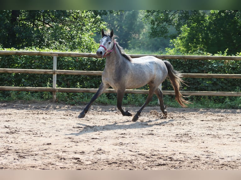 Connemara Stute 3 Jahre 147 cm Rappschimmel in Greding