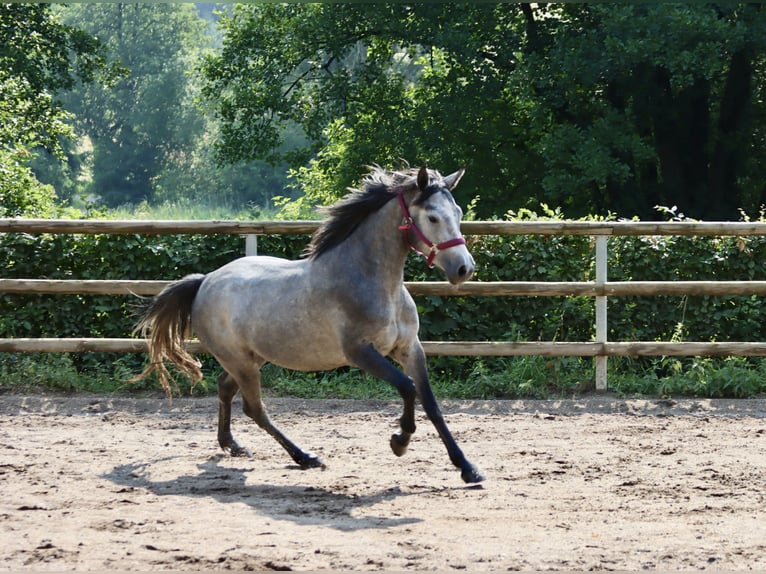 Connemara Stute 3 Jahre 147 cm Rappschimmel in Greding