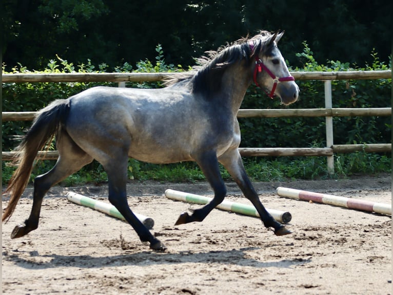 Connemara Stute 3 Jahre 147 cm Rappschimmel in Greding