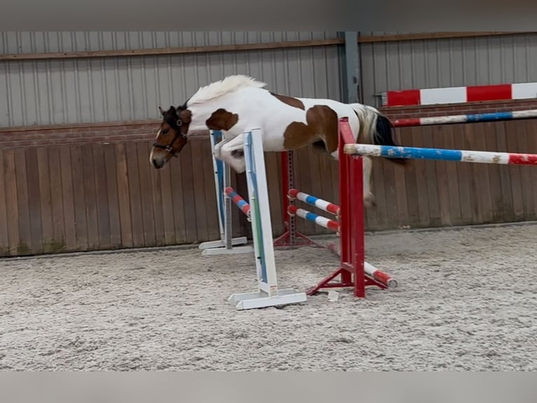Connemara Mix Stute 3 Jahre 147 cm Schecke in Zieuwent
