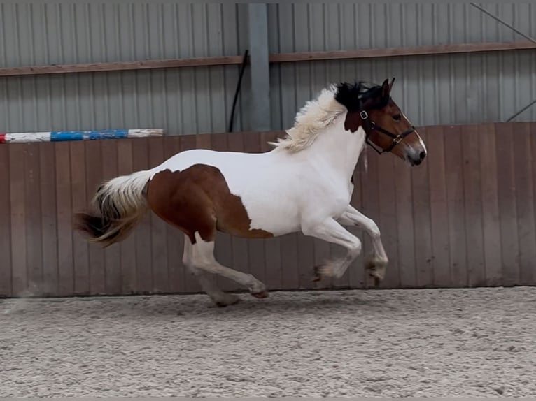 Connemara Mix Stute 3 Jahre 147 cm Schecke in Zieuwent