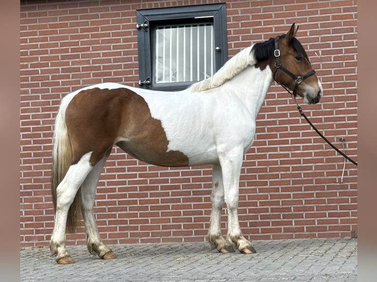 Connemara Mix Stute 3 Jahre 147 cm Schecke in Zieuwent