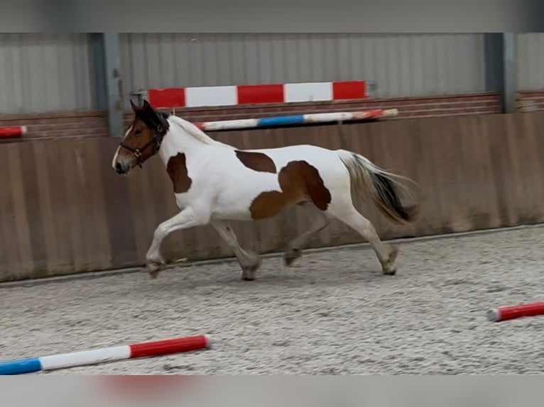 Connemara Mix Stute 3 Jahre 147 cm Schecke in Zieuwent