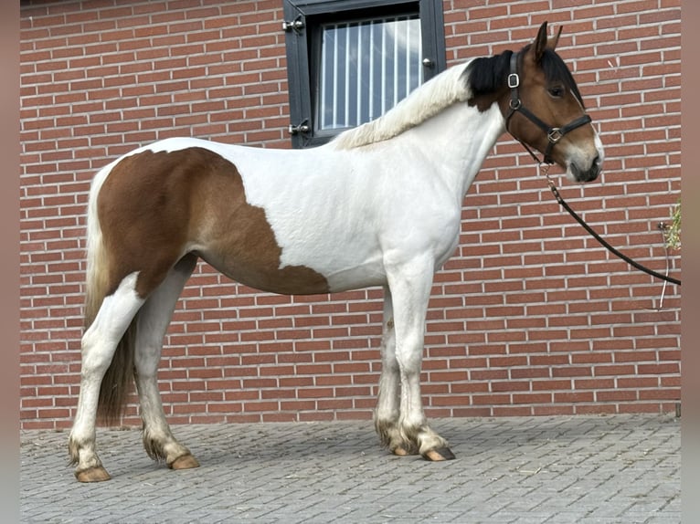 Connemara Mix Stute 3 Jahre 147 cm Schecke in Zieuwent