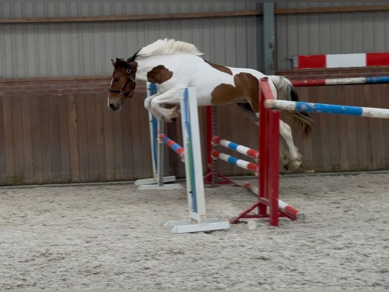 Connemara Mix Stute 3 Jahre 147 cm Schecke in Zieuwent