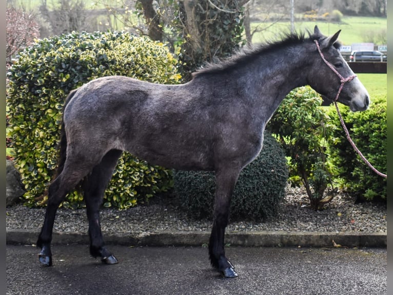 Connemara Stute 3 Jahre 147 cm Schimmel in Dundalk