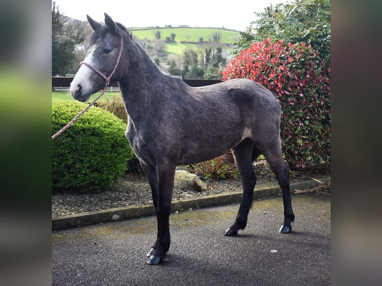 Connemara Stute 3 Jahre 147 cm Schimmel in Dundalk