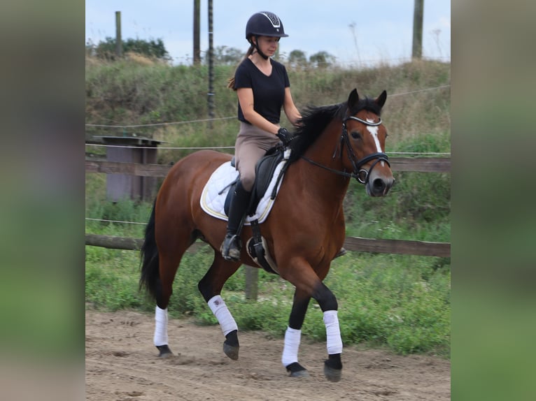 Connemara Stute 3 Jahre 148 cm  in Uelsen