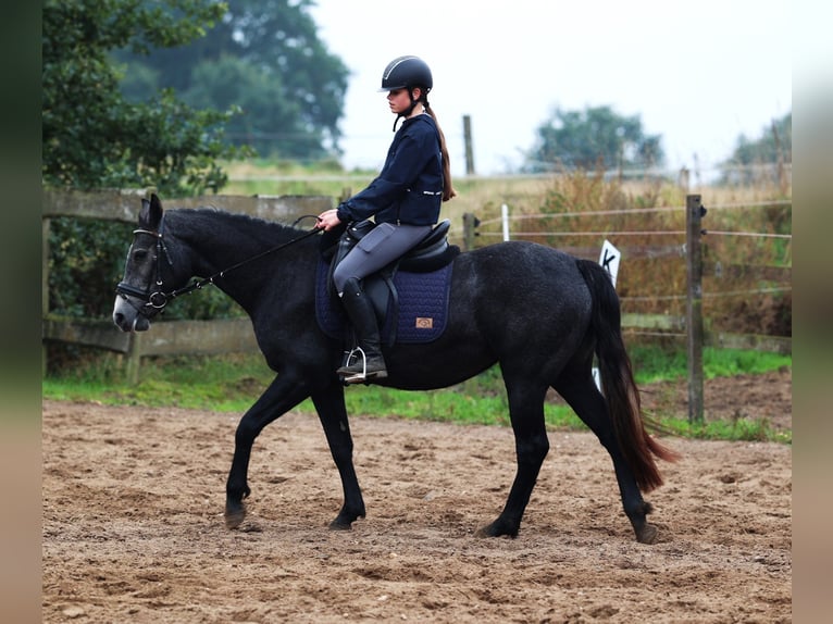 Connemara Stute 3 Jahre 148 cm Rappschimmel in uelsen