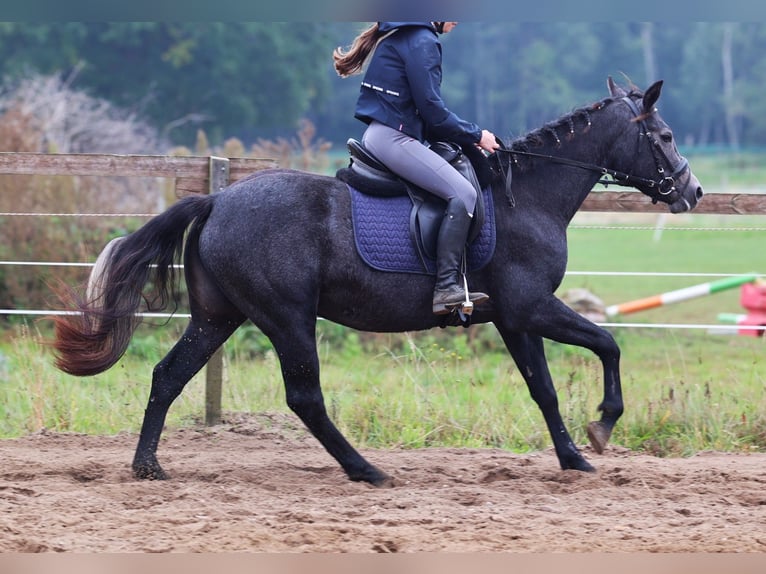 Connemara Stute 3 Jahre 148 cm Rappschimmel in uelsen