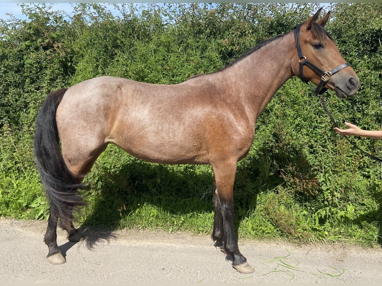 Connemara Stute 3 Jahre 149 cm Roan-Bay in Carlsile