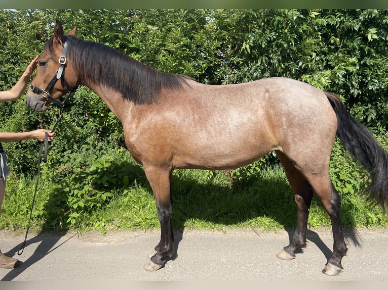 Connemara Stute 3 Jahre 149 cm Roan-Bay in Carlsile