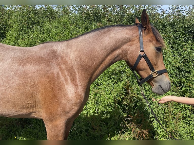 Connemara Stute 3 Jahre 149 cm Roan-Bay in Carlsile