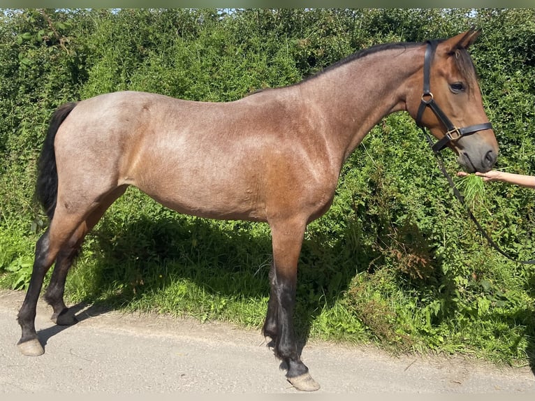 Connemara Stute 3 Jahre 149 cm Roan-Bay in Carlsile