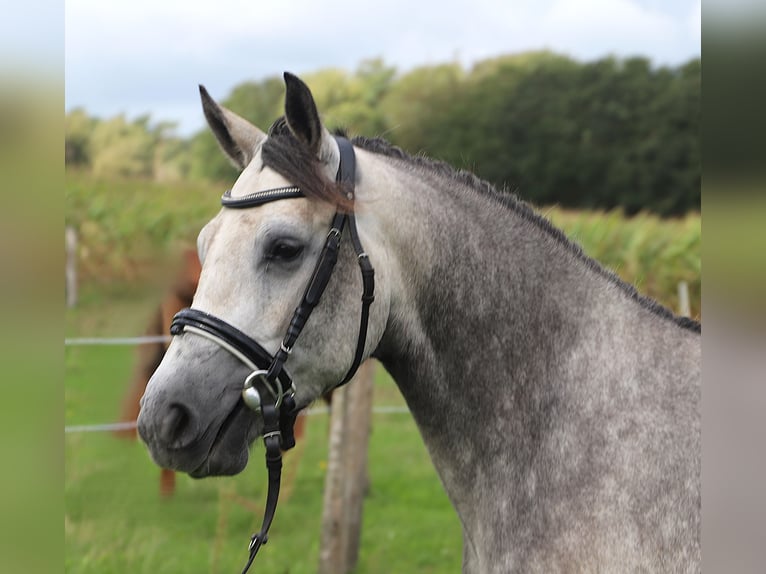 Connemara Stute 3 Jahre 150 cm Blauschimmel in Uelsen