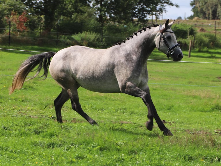 Connemara Stute 3 Jahre 150 cm Blauschimmel in Uelsen