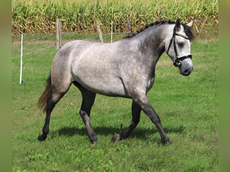 Connemara Stute 3 Jahre 150 cm Blauschimmel in Uelsen