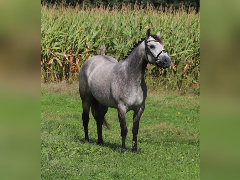Connemara Stute 3 Jahre 150 cm Blauschimmel in Uelsen