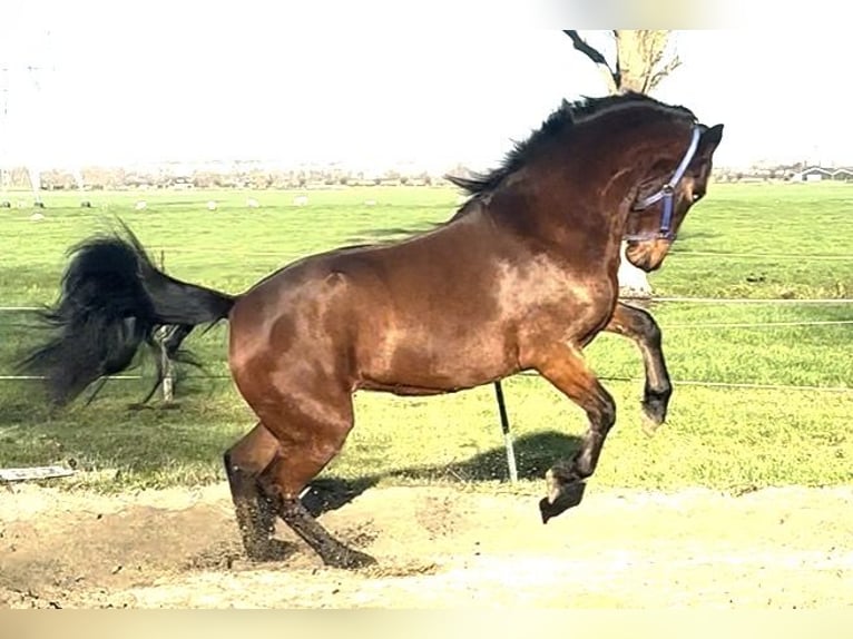 Connemara Stute 3 Jahre 150 cm Brauner in Zwartewaal