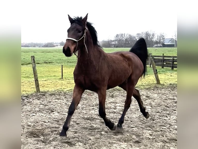 Connemara Stute 3 Jahre 150 cm Brauner in Zwartewaal