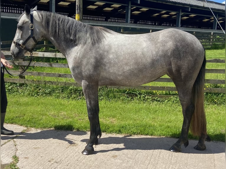 Connemara Stute 3 Jahre 150 cm Schimmel in Cumbria