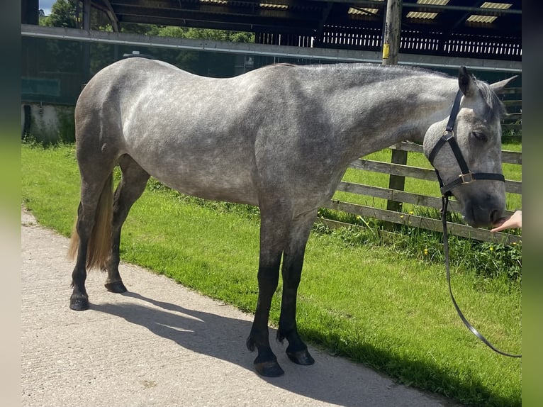 Connemara Stute 3 Jahre 150 cm Schimmel in Cumbria