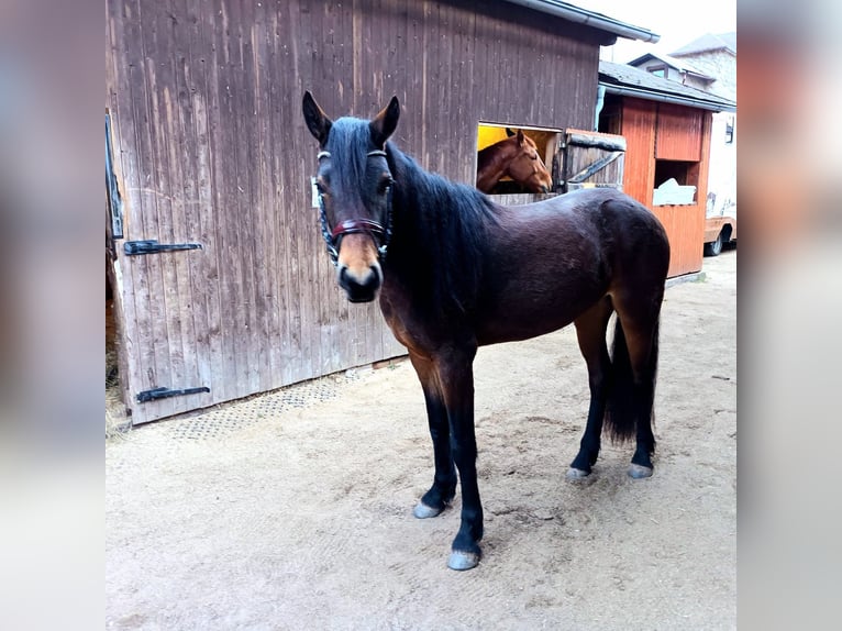 Connemara Stute 3 Jahre 151 cm Brauner in Doln&#xED; Dobrou&#x10D; Czech republic