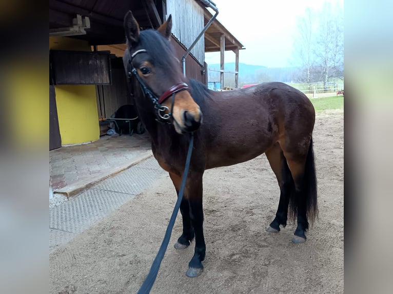 Connemara Stute 3 Jahre 151 cm Brauner in Doln&#xED; Dobrou&#x10D; Czech republic