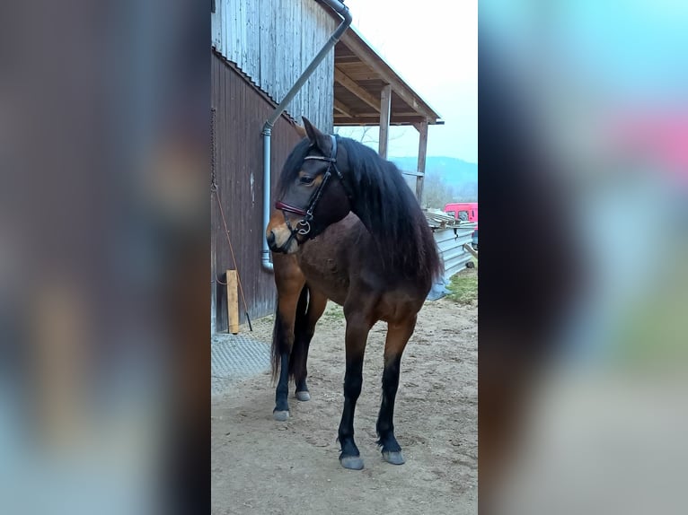 Connemara Stute 3 Jahre 151 cm Brauner in Doln&#xED; Dobrou&#x10D; Czech republic
