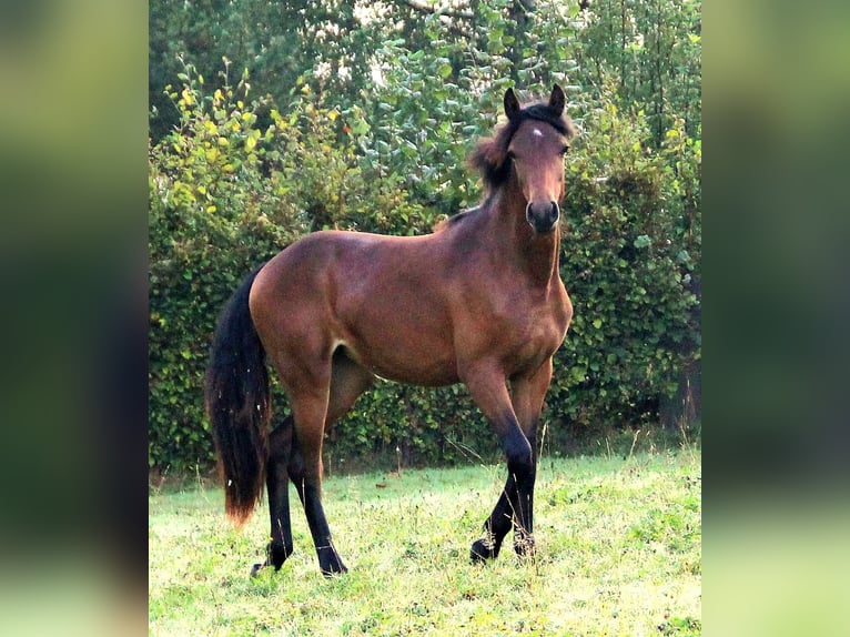 Connemara Stute 3 Jahre 151 cm Brauner in Doln&#xED; Dobrou&#x10D; Czech republic