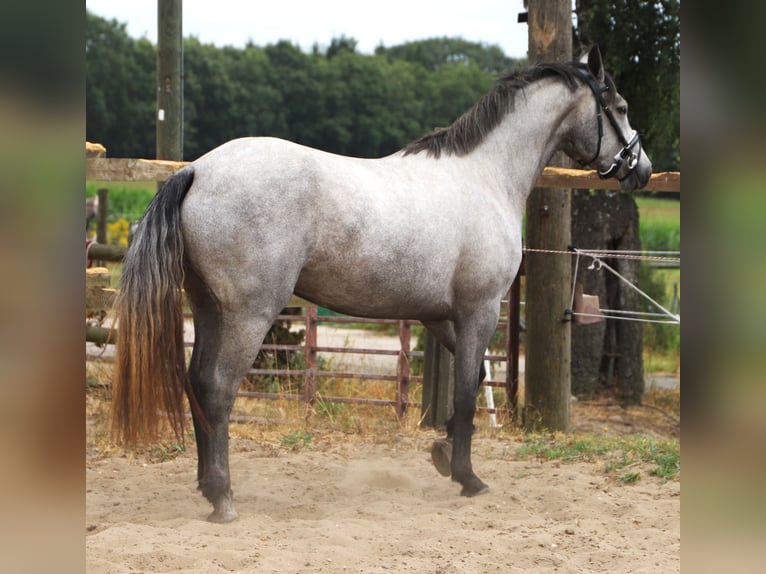 Connemara Stute 3 Jahre 152 cm Blauschimmel in Uelsen