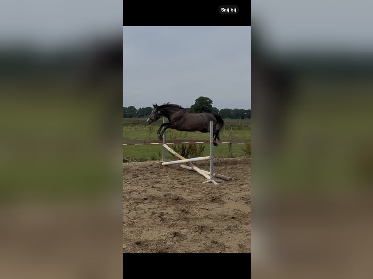 Connemara Mix Stute 3 Jahre 152 cm Schimmel in Haps