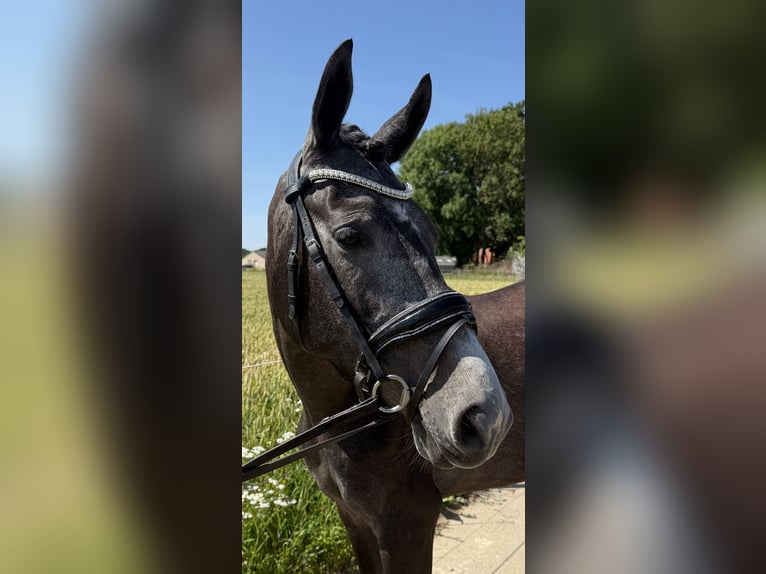 Connemara Mix Stute 3 Jahre 152 cm Schimmel in Haps