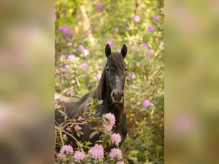 Connemara Mix Stute 3 Jahre 155 cm Schimmel in Zundert