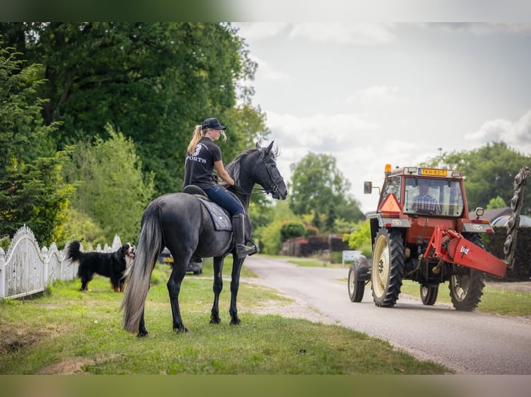 Connemara Mix Stute 3 Jahre 155 cm Schimmel in Zundert