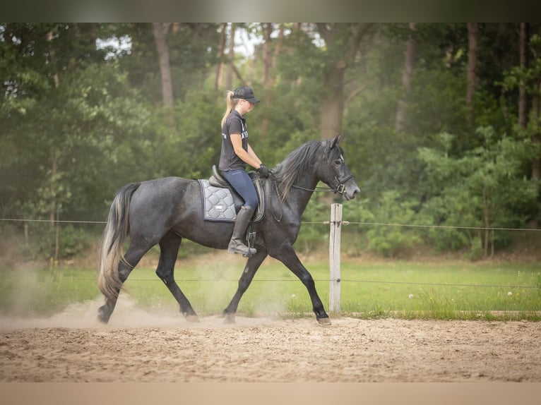 Connemara Mix Stute 3 Jahre 155 cm Schimmel in Zundert