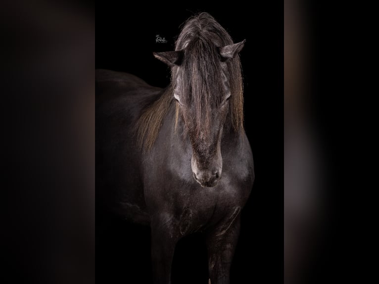 Connemara Mix Stute 3 Jahre 155 cm Schimmel in Zundert