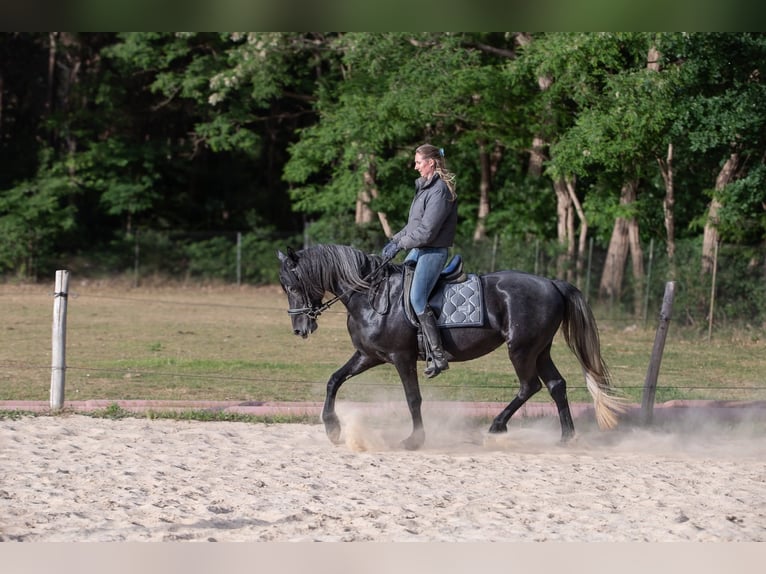 Connemara Mix Stute 3 Jahre 155 cm Schimmel in Zundert