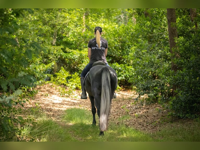Connemara Mix Stute 3 Jahre 155 cm Schimmel in Zundert