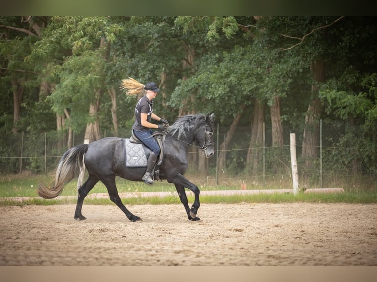 Connemara Mix Stute 3 Jahre 155 cm Schimmel in Zundert