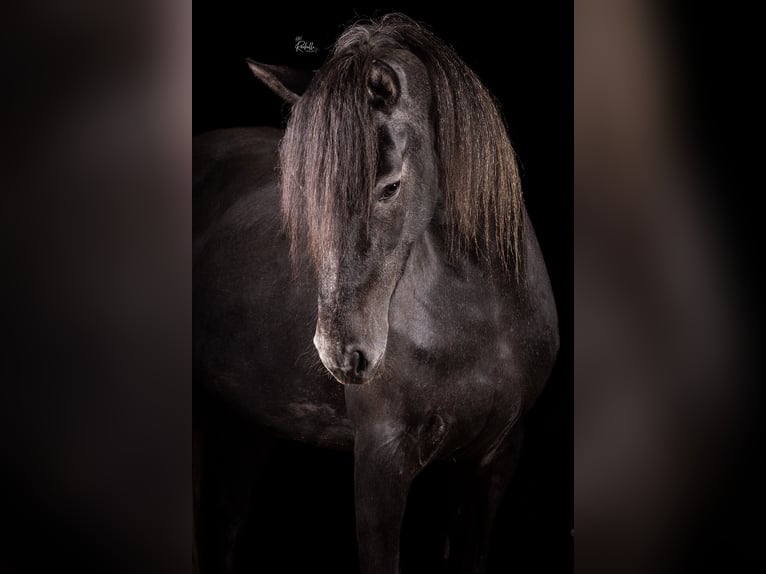 Connemara Mix Stute 3 Jahre 155 cm Schimmel in Zundert