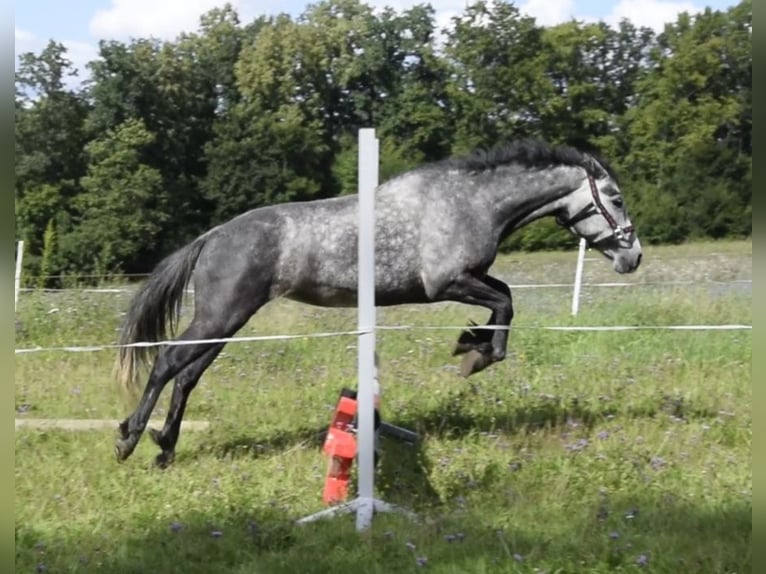 Connemara Stute 4 Jahre 135 cm Schimmel in Modrzewie