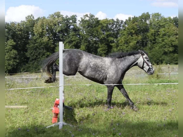 Connemara Stute 4 Jahre 135 cm Schimmel in Modrzewie