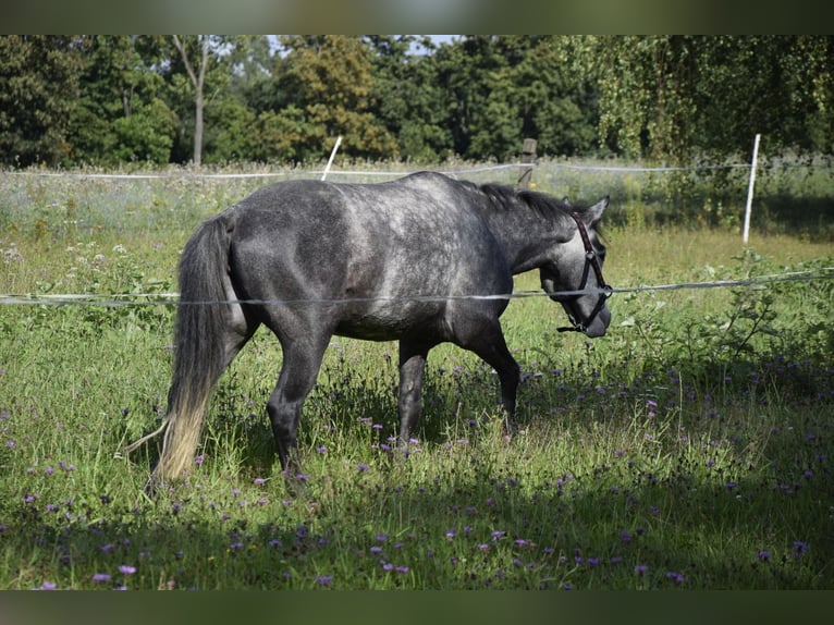 Connemara Stute 4 Jahre 135 cm Schimmel in Modrzewie