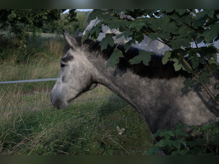 Connemara Stute 4 Jahre 135 cm Schimmel in Modrzewie